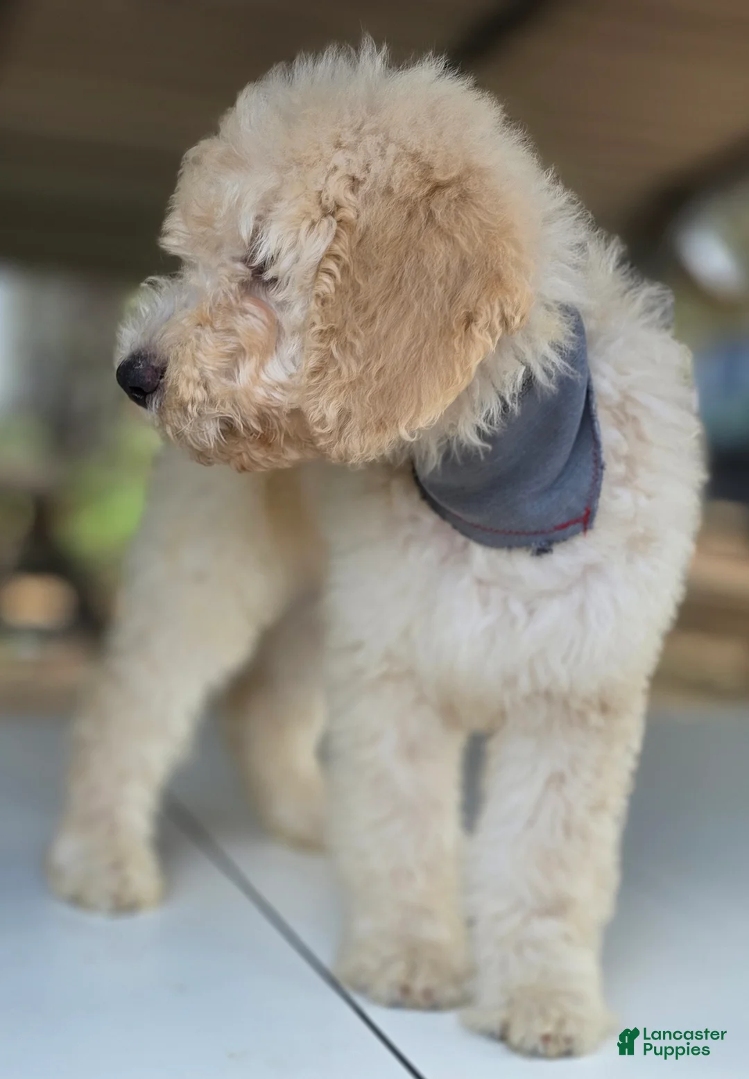 Goldendoodle dogs for sale: Tye - Ad 10