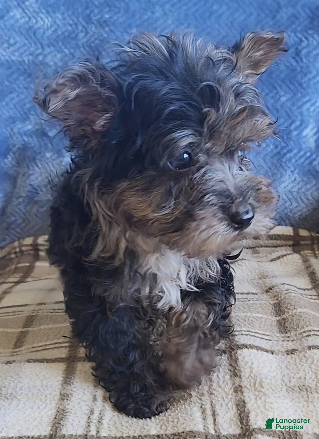 Yorkiepoo dogs for sale: Paul - Ad 6
