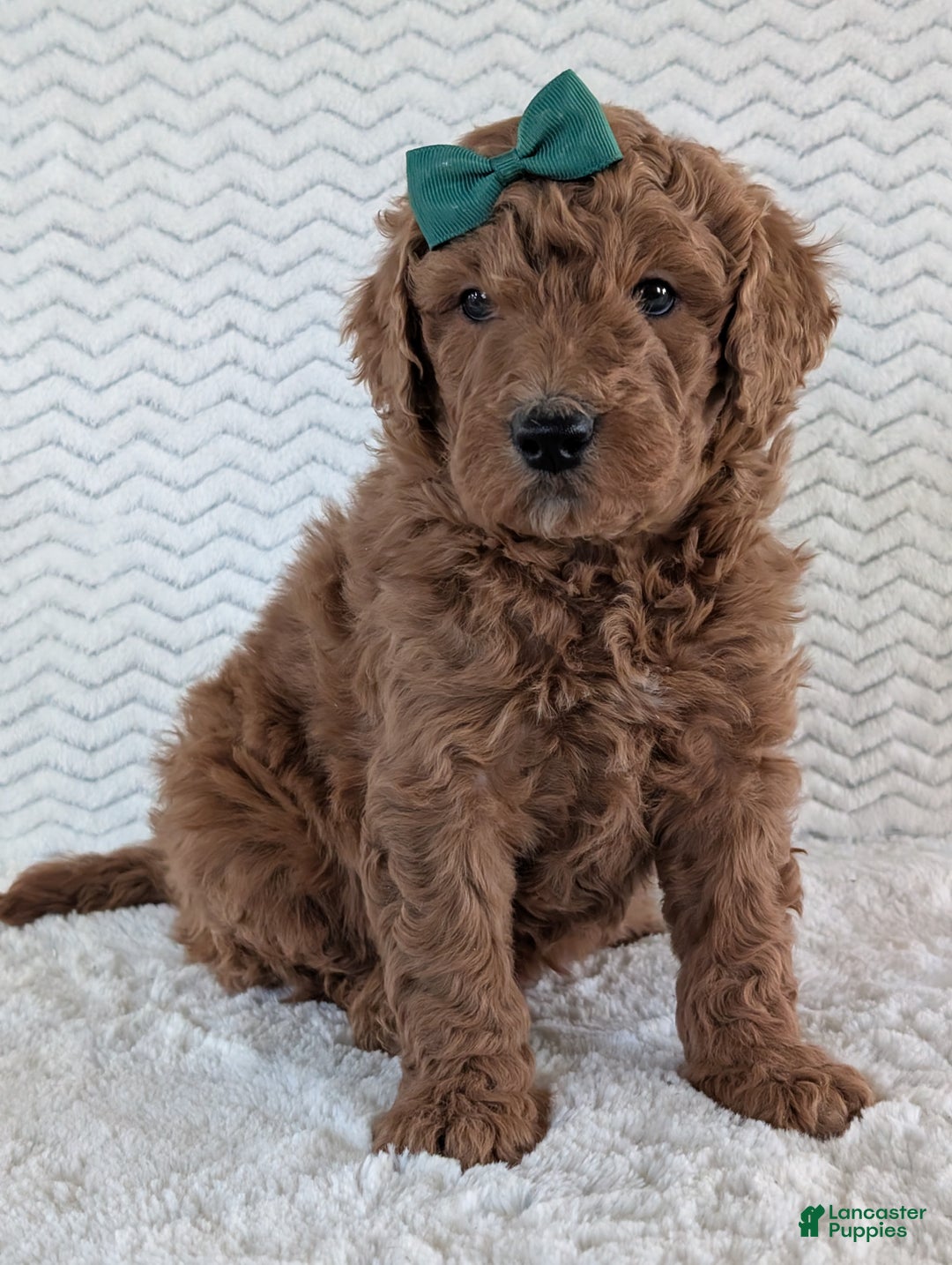 Goldendoodle dogs for sale: Teddy - Ad 20