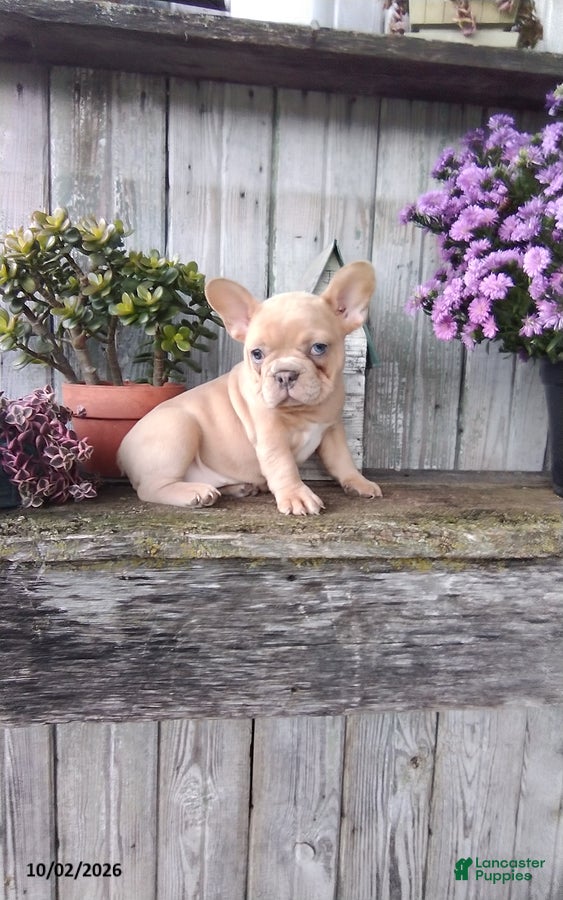 French Bulldog dogs Autumn - Ad 2