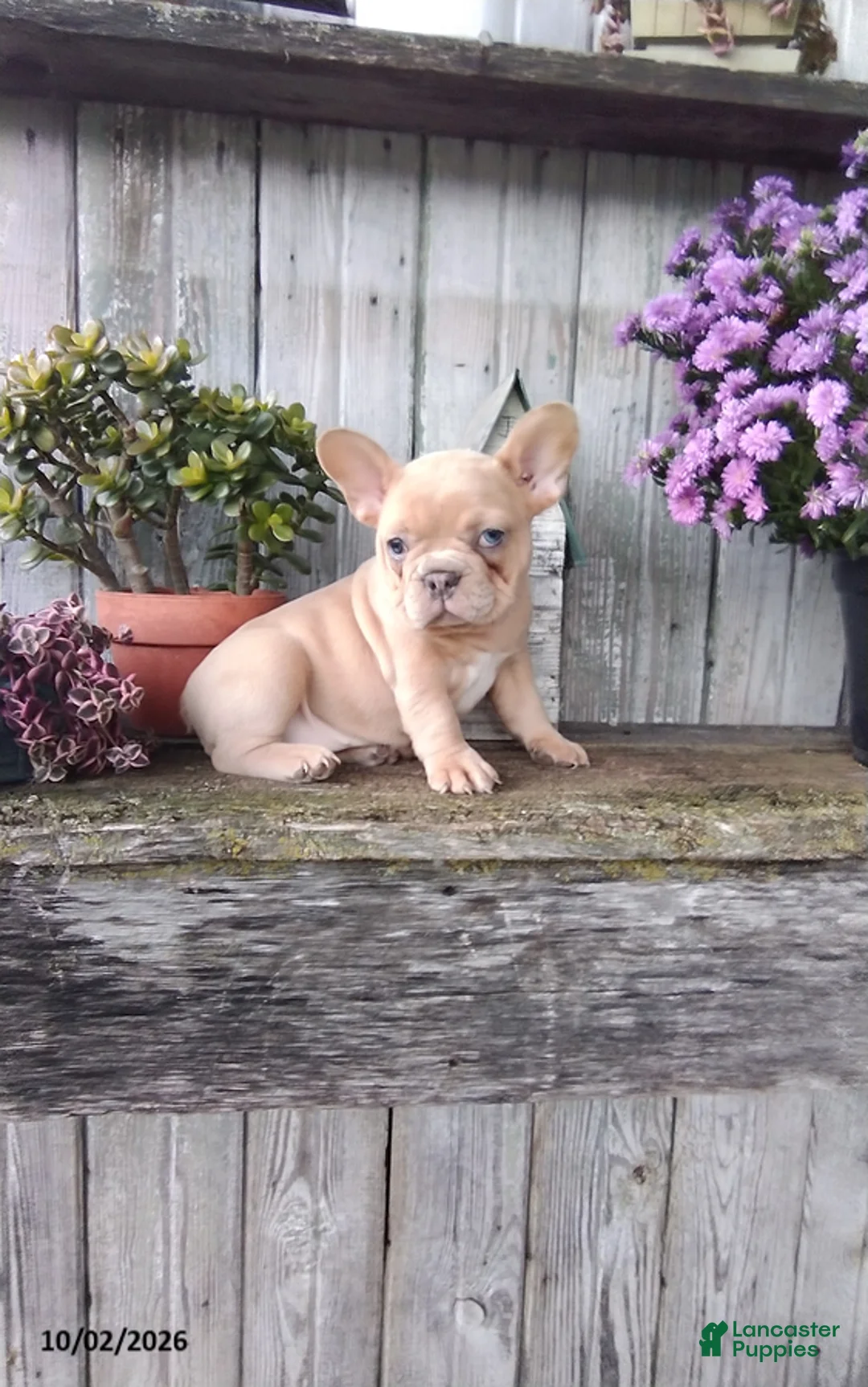 French Bulldog dogs for sale: Autumn - Ad 2