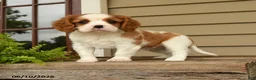 Cavalier King Charles Spaniel dogs for sale: Snuggles   - Ad 4