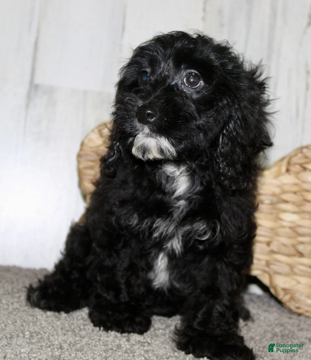 Cockapoo dogs for sale: Coco - Ad 4