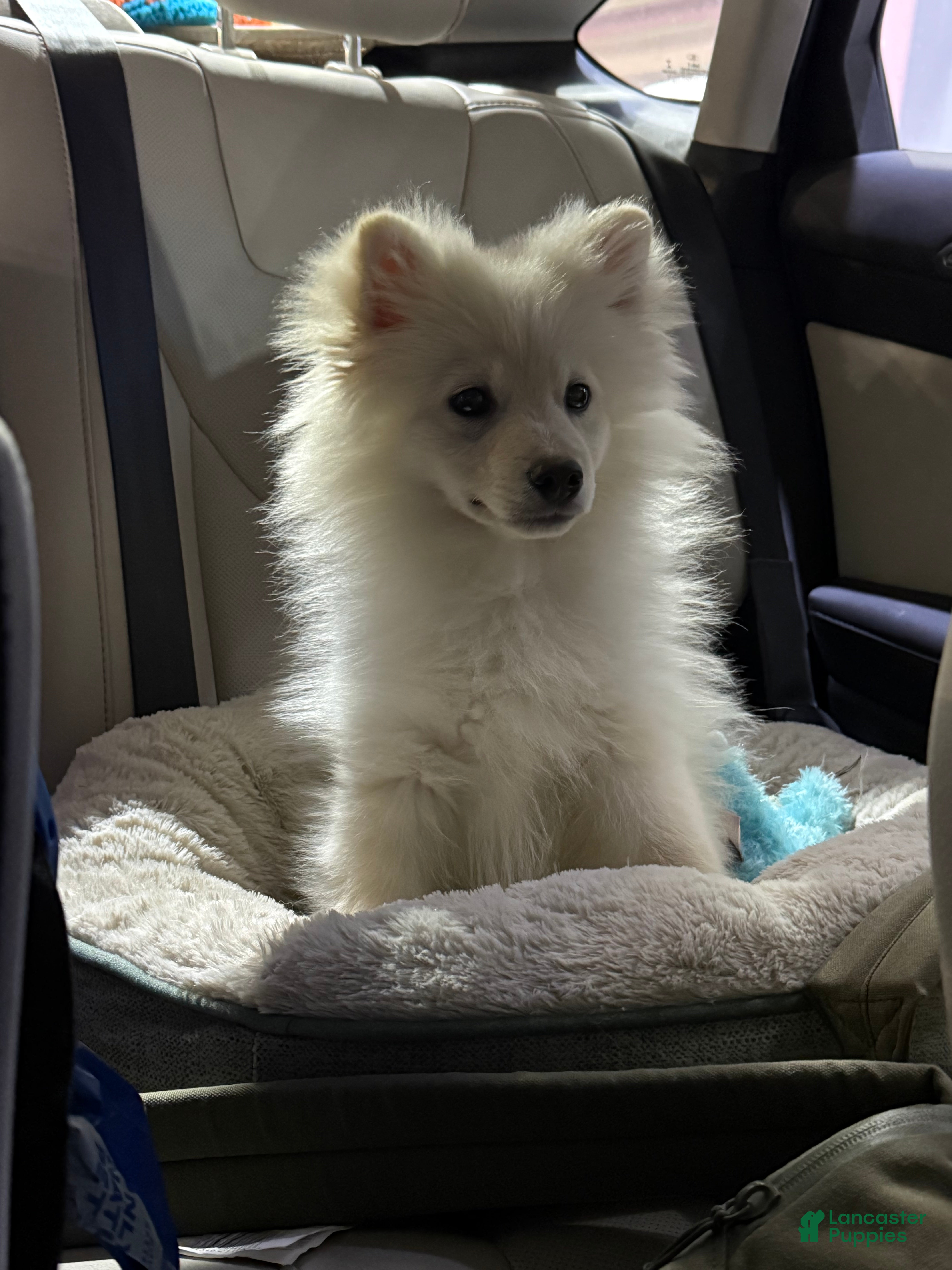 Mixed Breed dogs Mixed Breed Puppy 1 - Ad 6