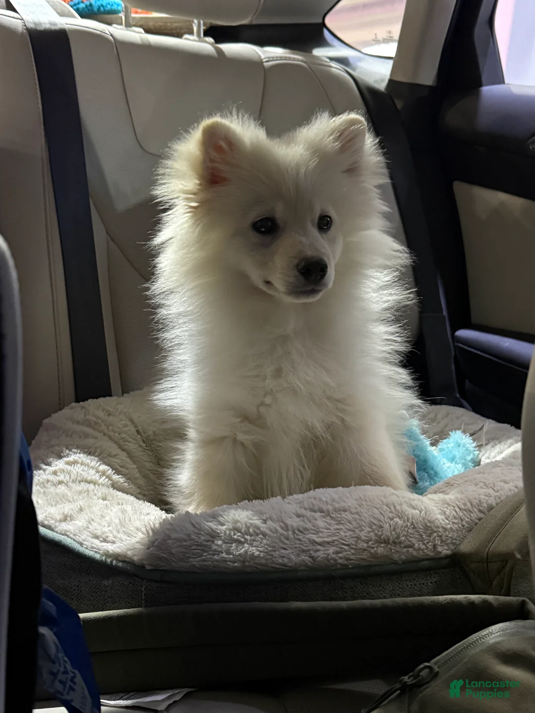 Mixed Breed dogs for sale: Mixed Breed Puppy 1 - Ad 1