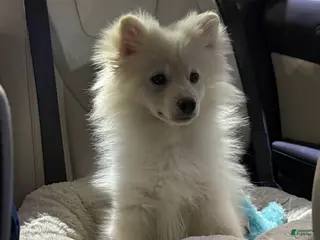 Mixed Breed dogs Mixed Breed Puppy 1 - Ad 10