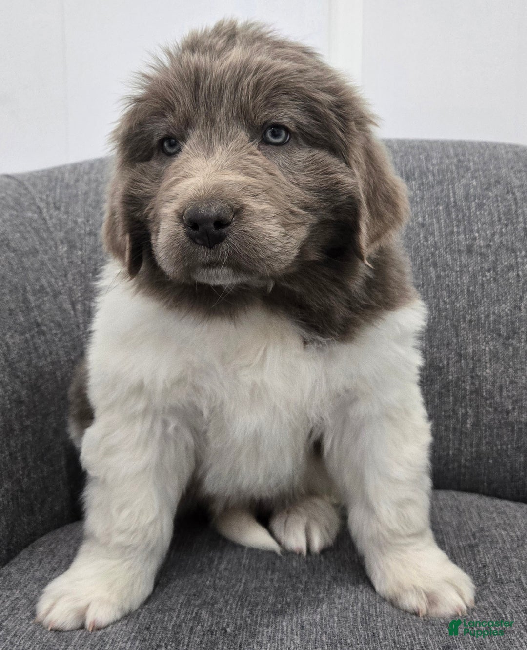 Newfoundland dogs for sale: Bailey  - Ad 6