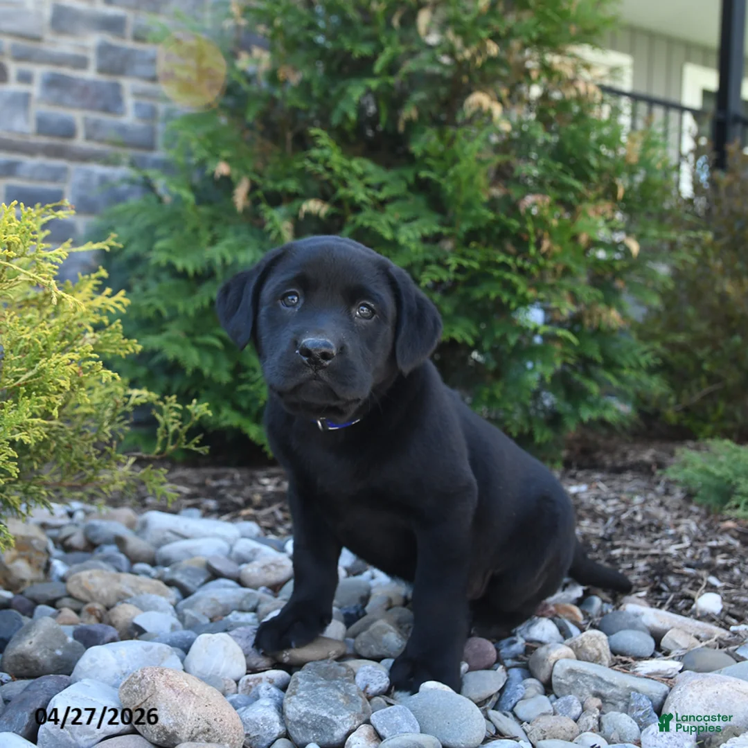 Labrador Retriever dogs for sale: Bo  - Ad 2
