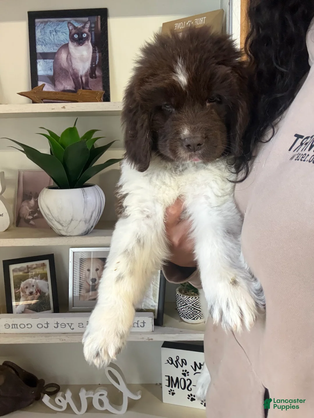 Newfoundland dogs for sale: Brooklyn  - Ad 2