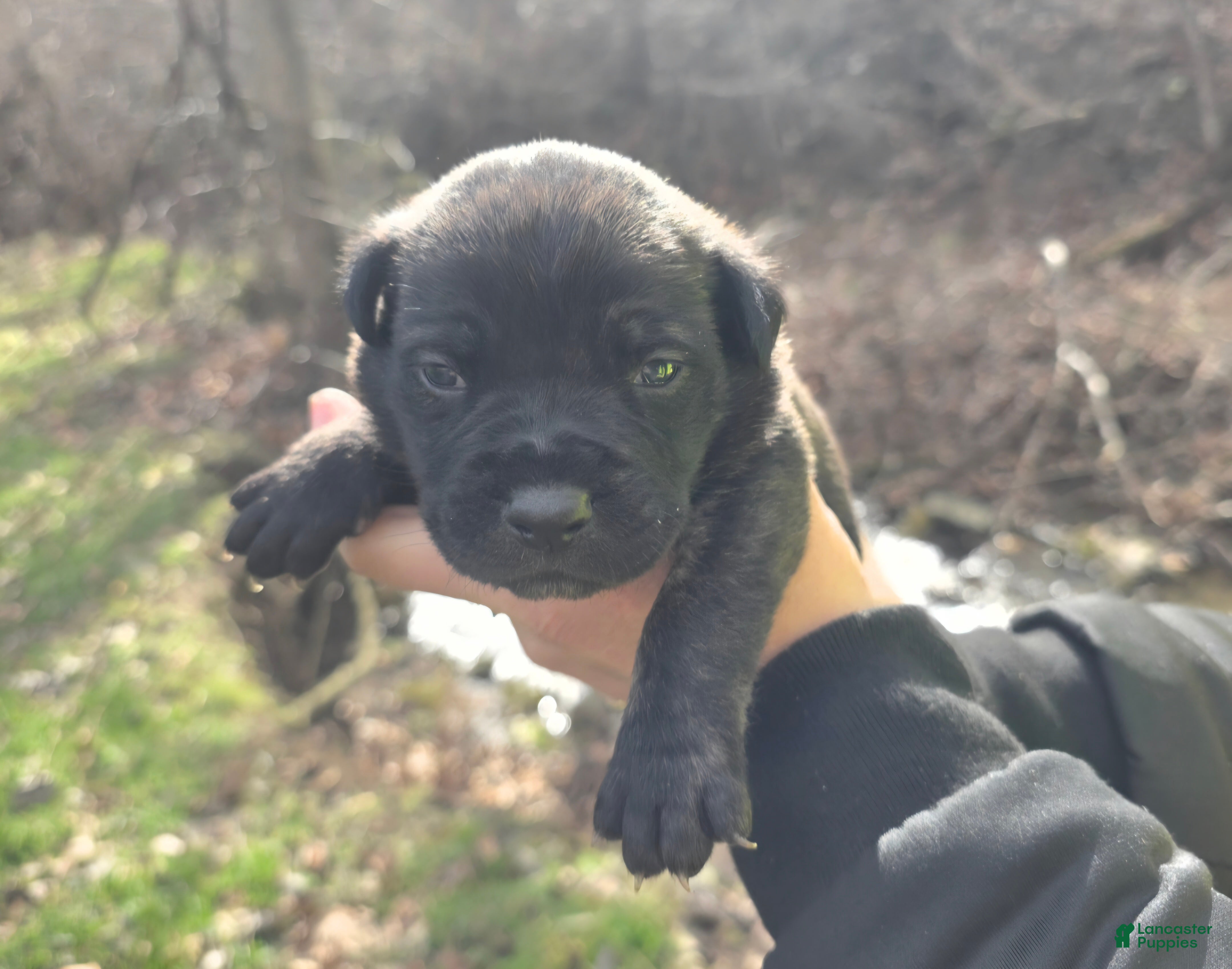 Cane Corso dogs Cane Corso Puppy 1 - Ad 1
