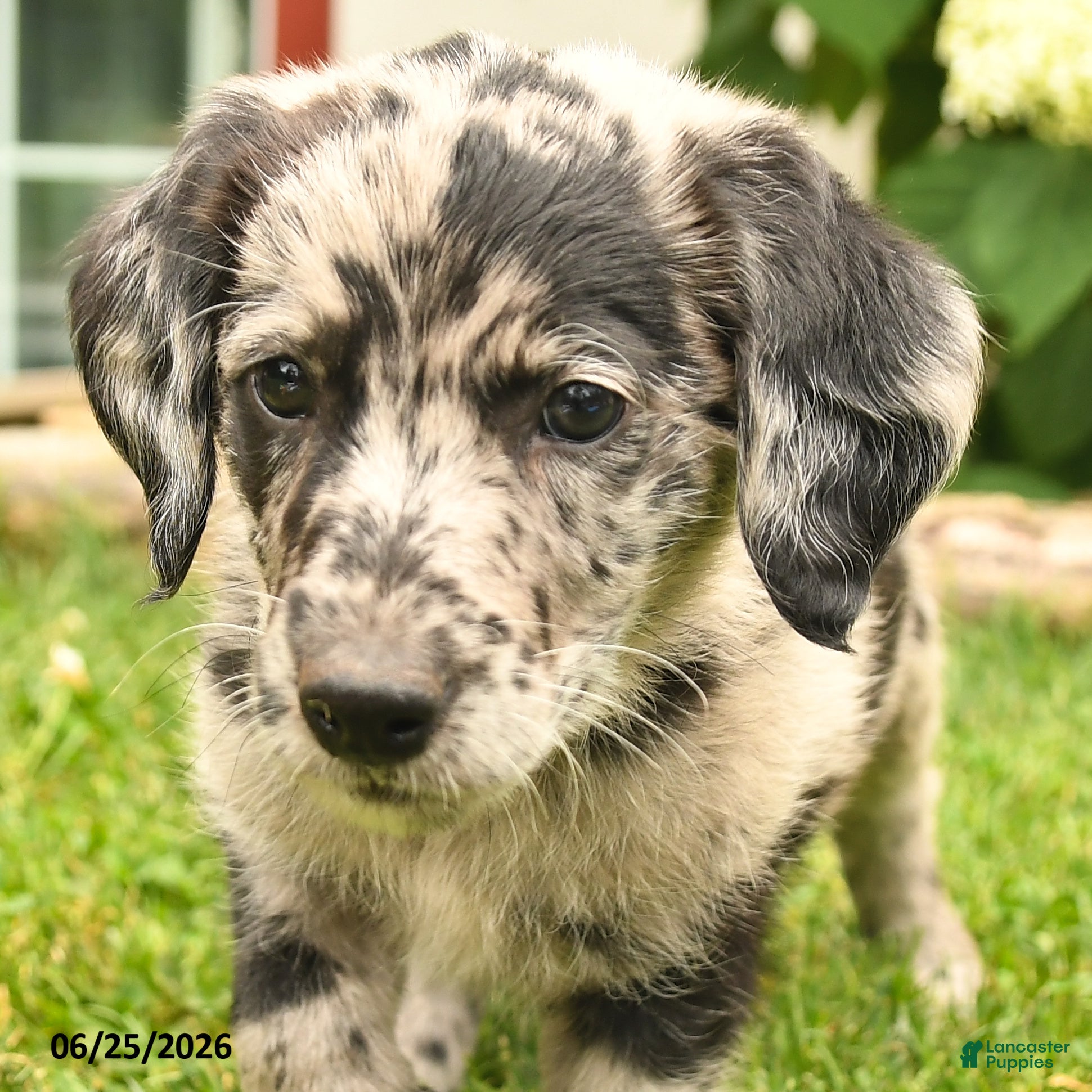 Labradoodle dogs Duke - Ad 2