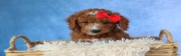 Cavapoo dogs for sale: TUCKER - Ad 6