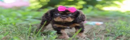 Cavalier King Charles Spaniel dogs for sale: Moch - Ad 6