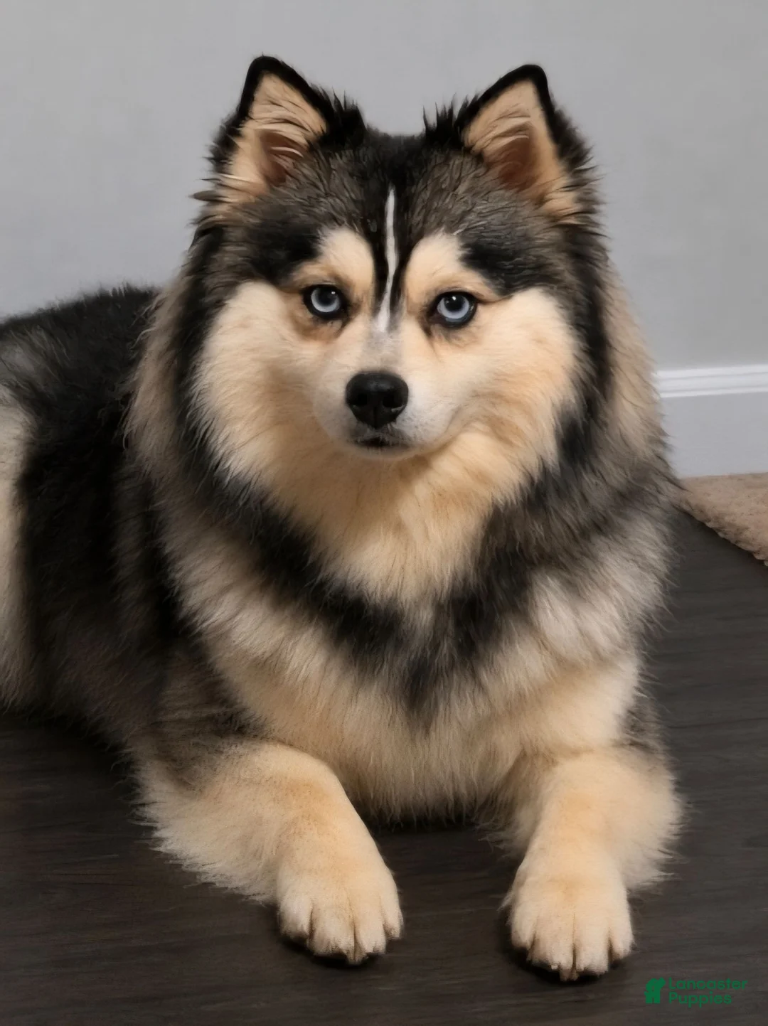 Pomsky dogs for sale: Merle boy - Ad 22