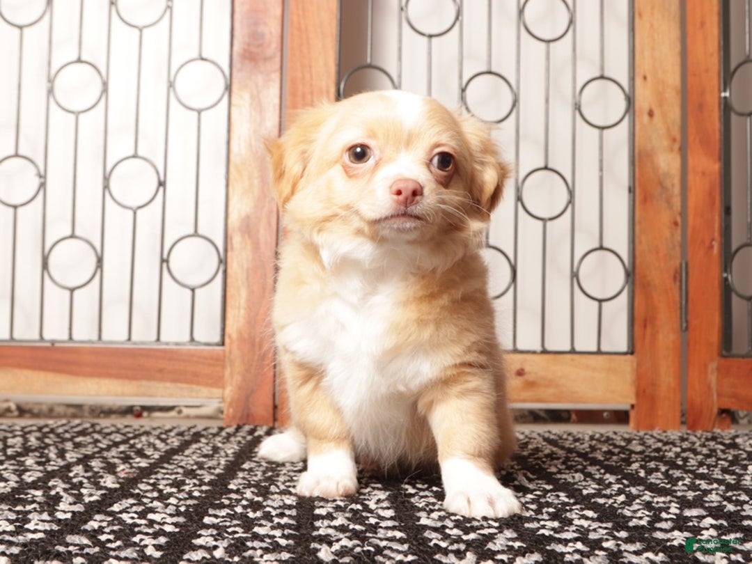 Chihuahua dogs for sale: Lucy Tan Long Haired Chihuahua  - Ad 3