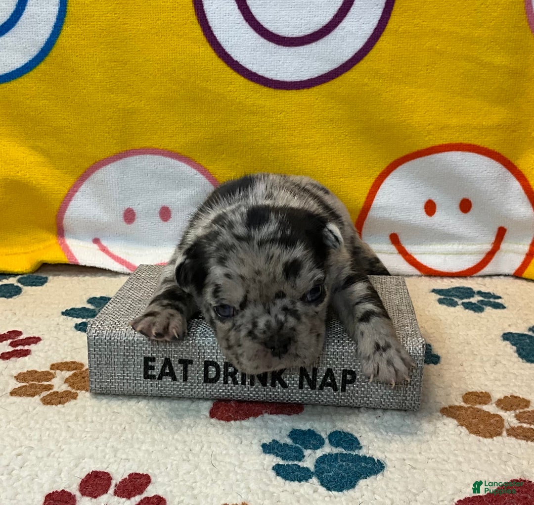 French Bulldog dogs for sale: Shell - Ad 24