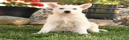 German Shepherd dogs for sale: Sandra - Ad 5