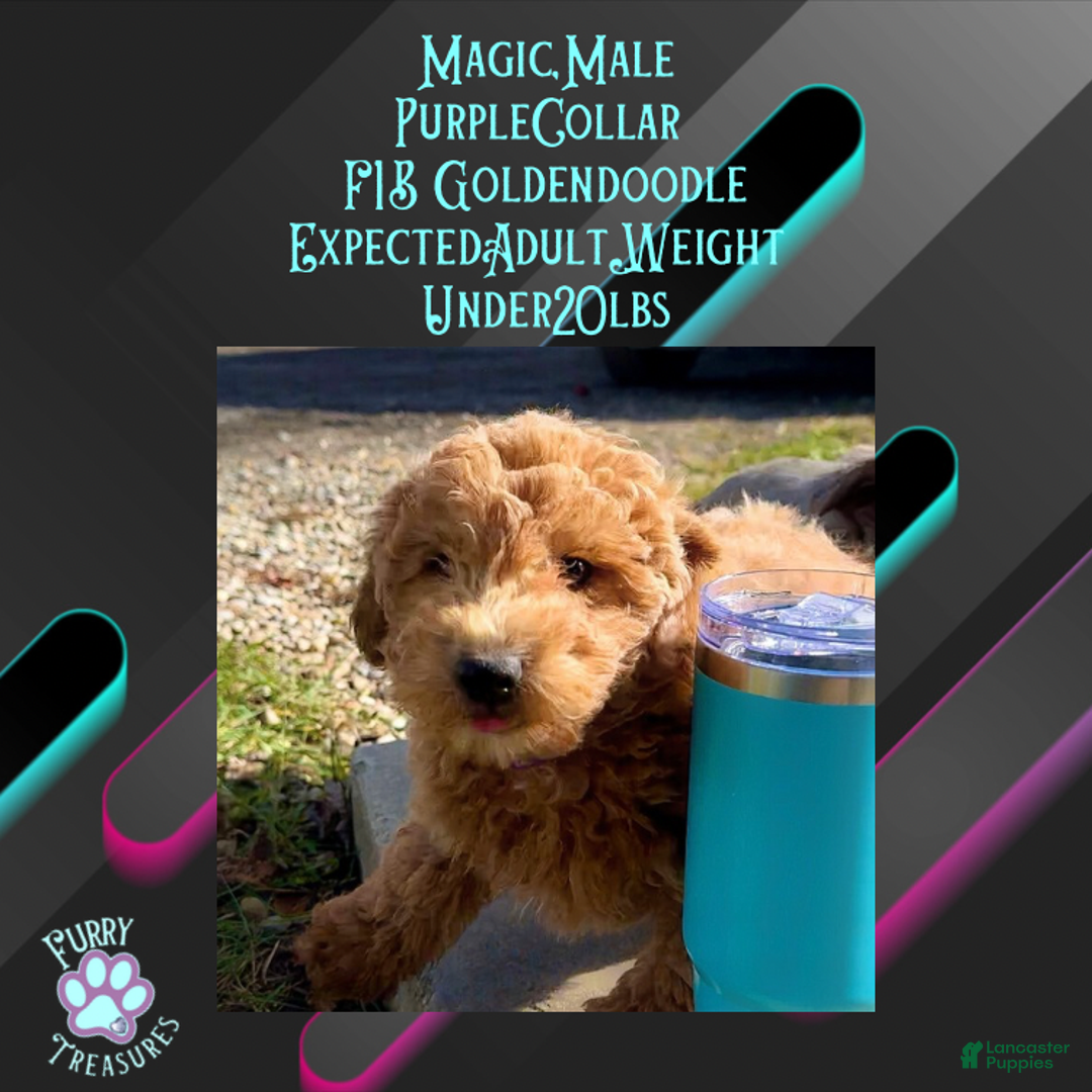 Goldendoodle dogs for sale: Magic “Purple Collar” Male - Ad 1