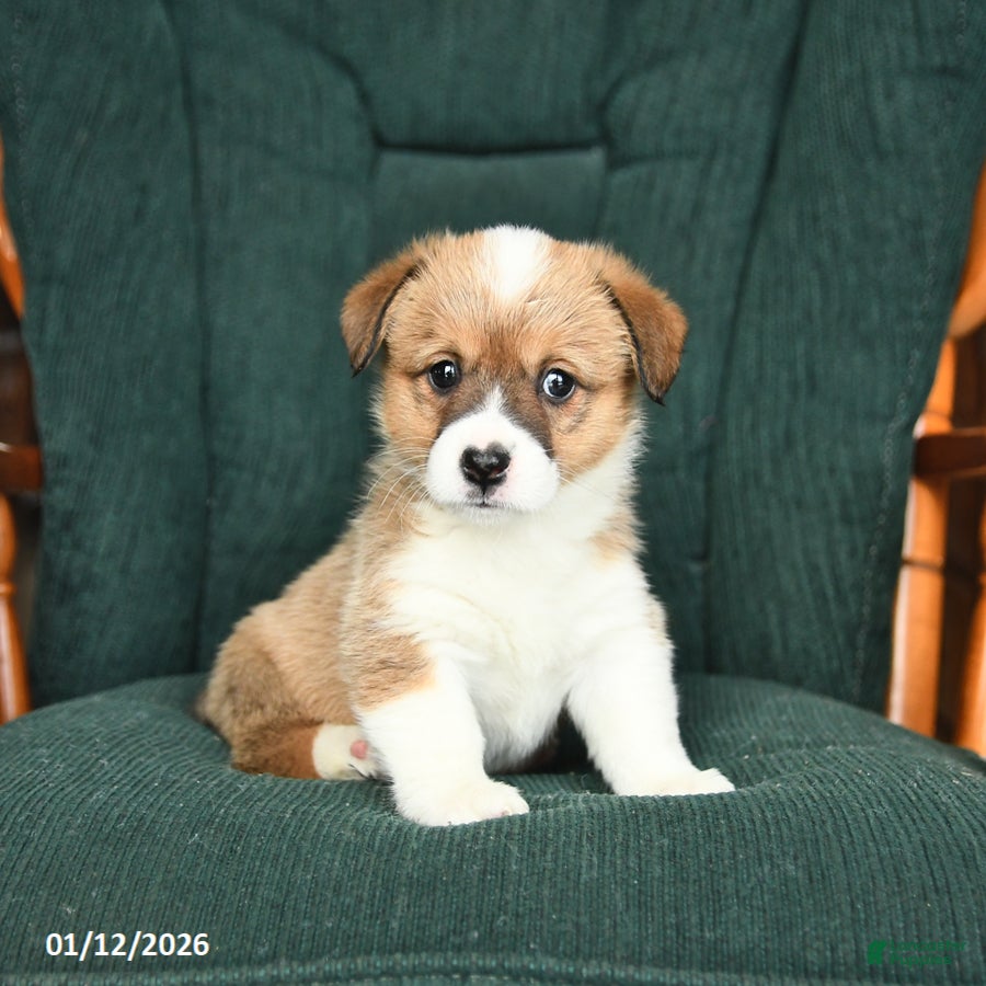 Welsh Corgi Pembroke dogs Ivy - Ad 13