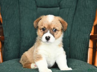 Welsh Corgi Pembroke dogs Ivy - Ad 13