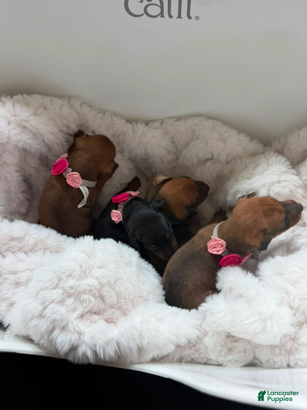 Miniature Pinscher dogs for sale: Miniature Pinscher 1 - Ad 1