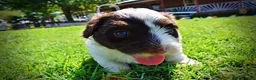 Havapoo dogs for sale: Teddy - Ad 14