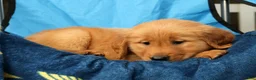 Golden Retriever dogs for sale: Rhyss - Ad 8