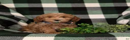Mini Goldendoodle dogs for sale: Bronco Hypoallergenic - Ad 3