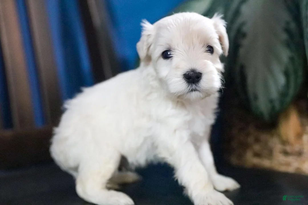 Miniature Schnauzer dogs for sale: Chelsea - Ad 19