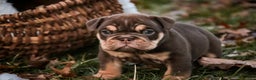 English Bulldog dogs for sale: Brutus - Ad 8
