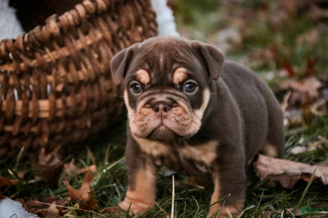 English Bulldog dogs for sale: Brutus - Ad 8