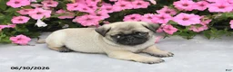 Pug dogs for sale: Winston - Ad 2