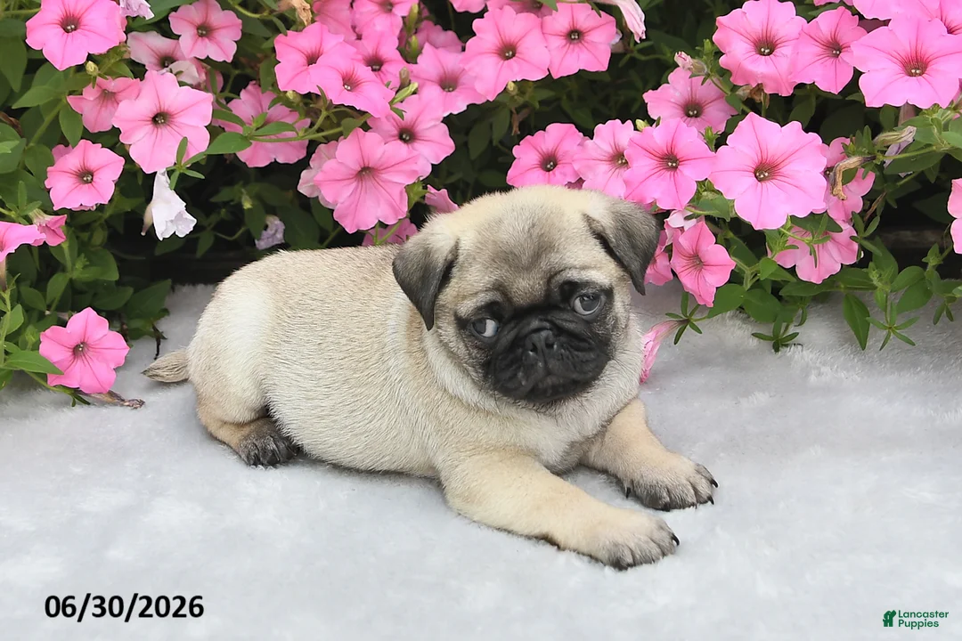 Pug dogs for sale: Winston - Ad 2