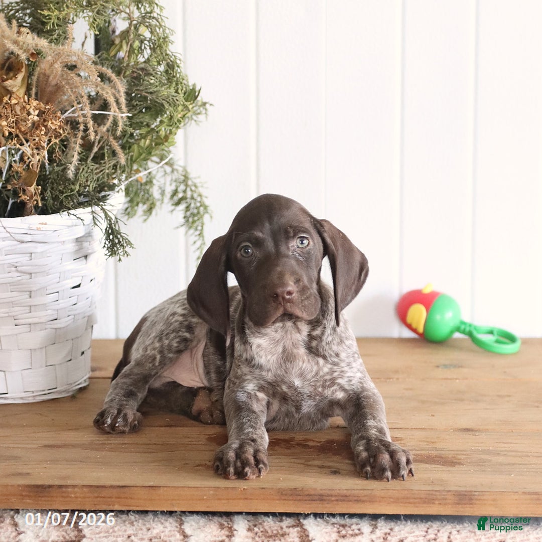 German Shorthaired Pointer dogs for sale: Gilbert - Ad 3