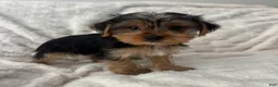 Yorkshire Terrier dogs for sale: Billy - Ad 4
