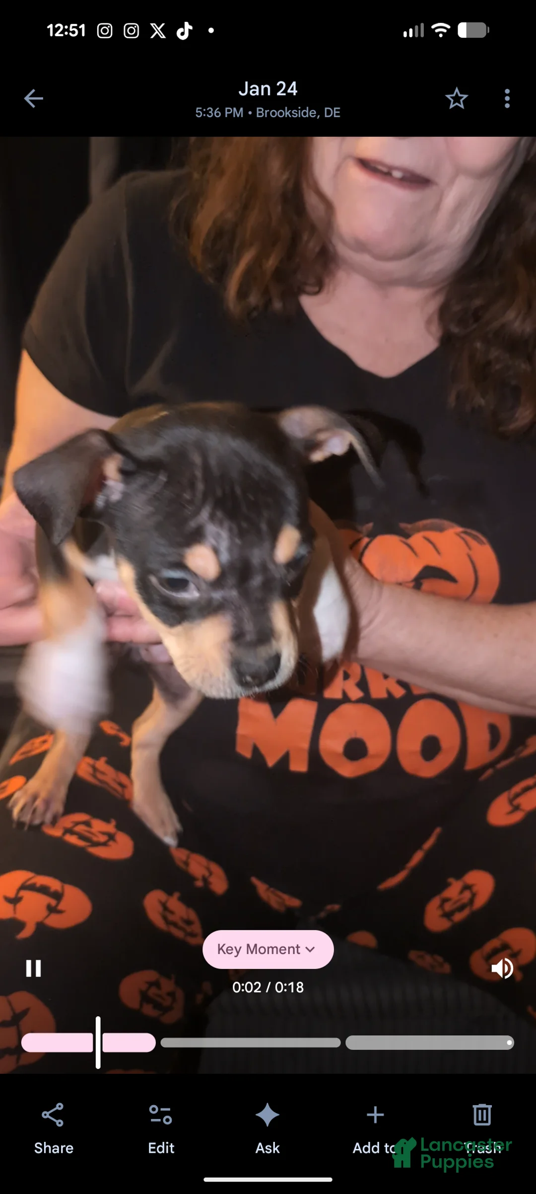 American Bully dogs for sale: American Bully Puppy 1 - Ad 1