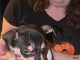 American Bully dogs American Bully Puppy 1 - Ad 2