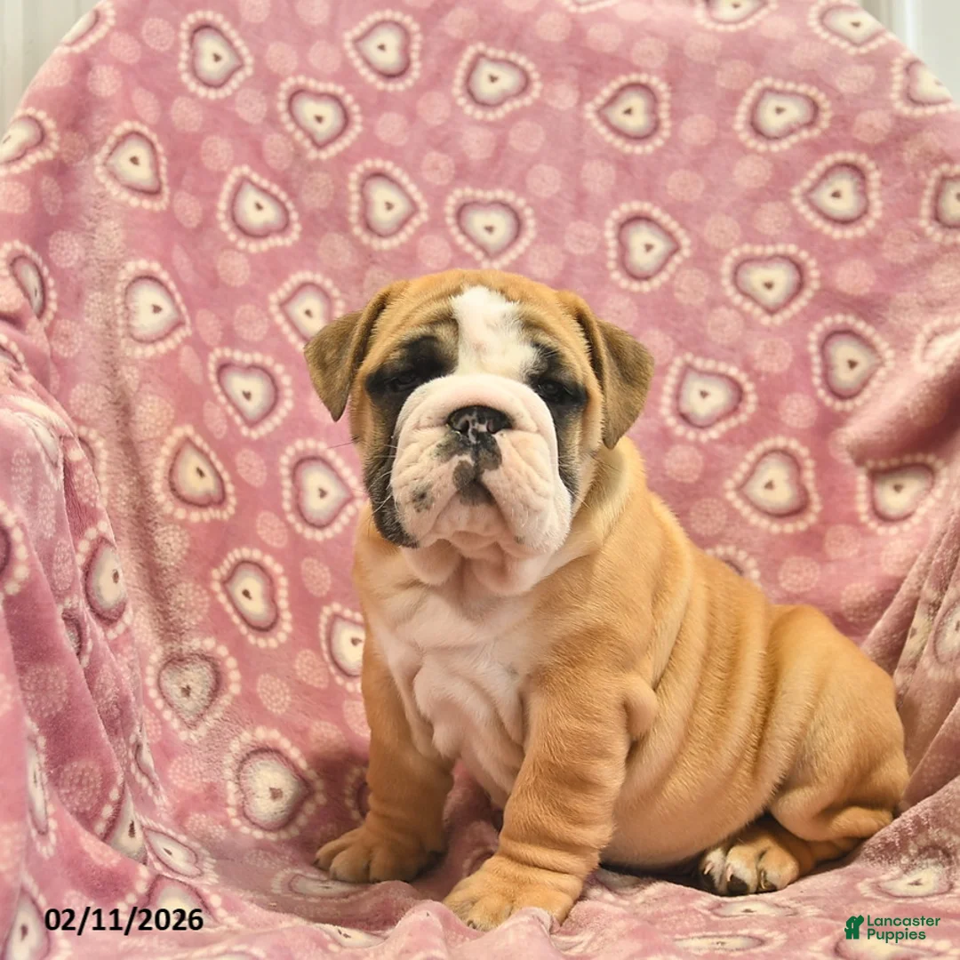 English Bulldog dogs for sale: Zander  - Ad 2