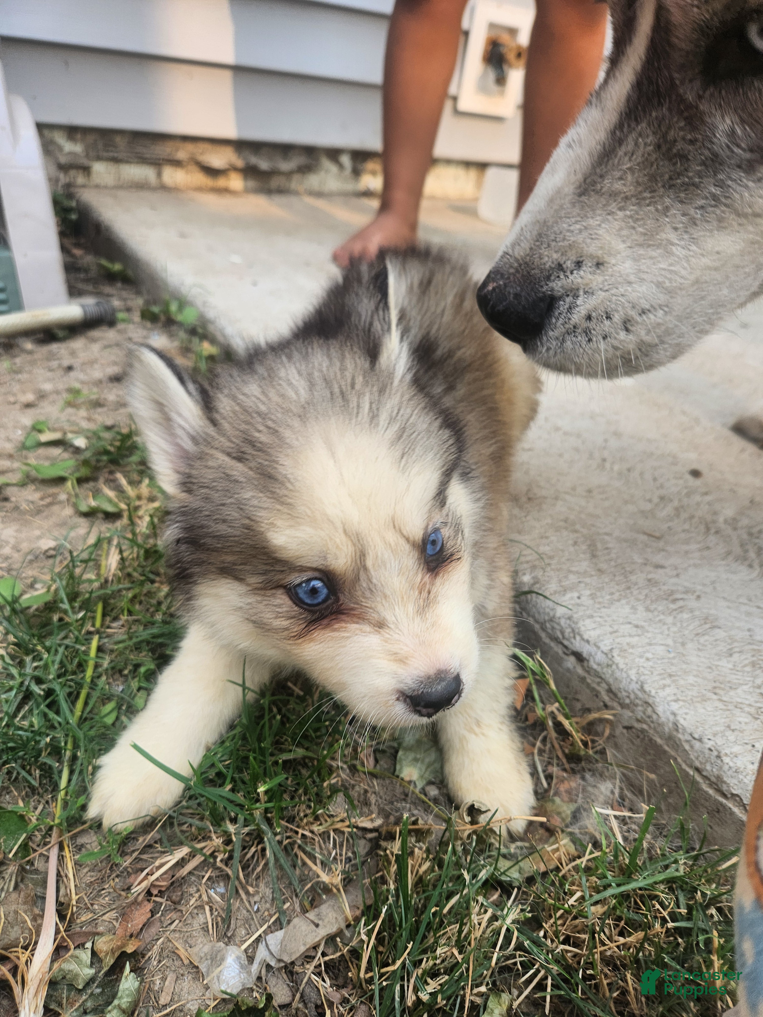 Siberian Husky dogs Siberian Husky 4 - Ad 25
