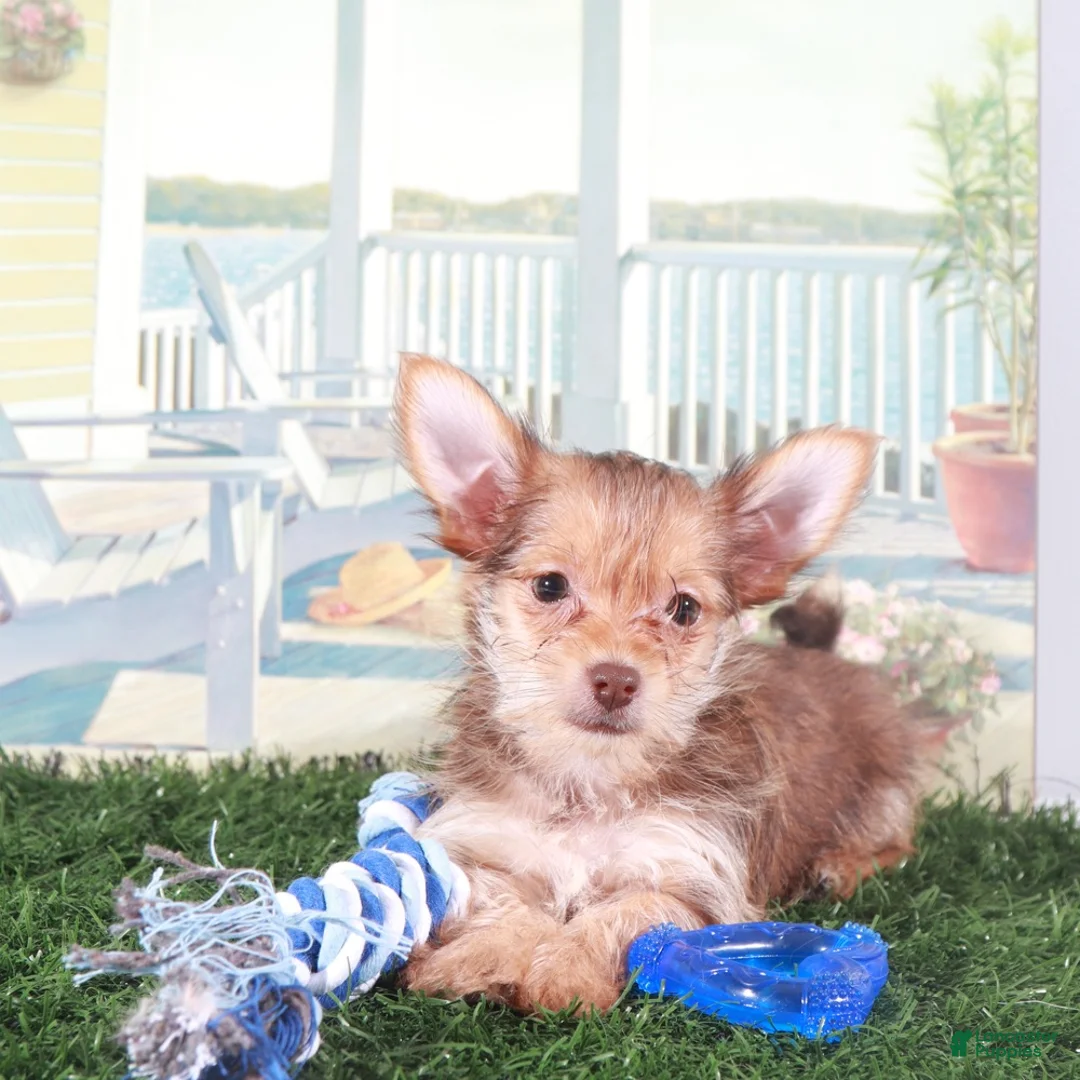 Mixed Breed dogs for sale: Baron Happy Little Havayork - Ad 2