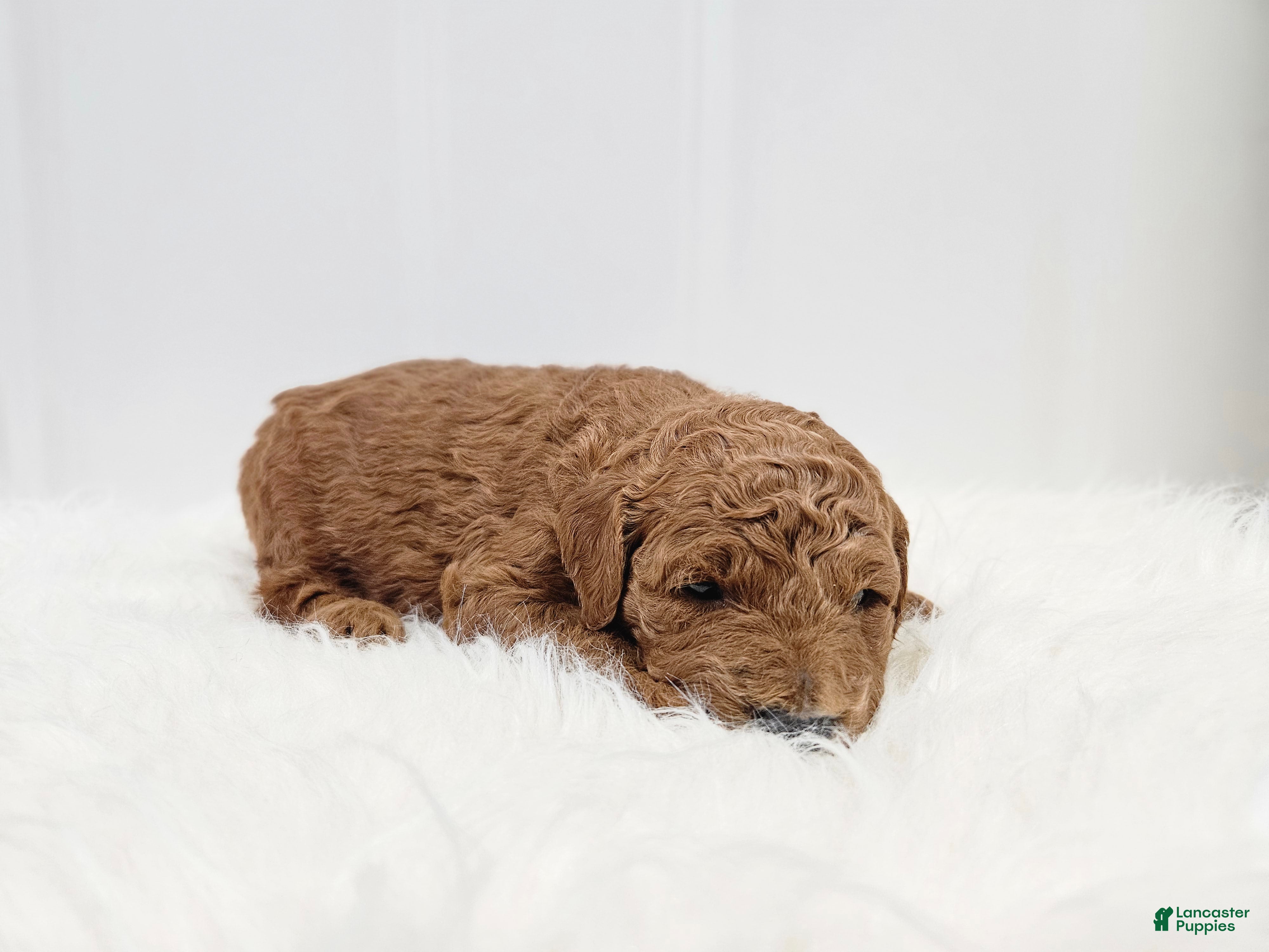 Mini Goldendoodle dogs Ollie - Ad 2