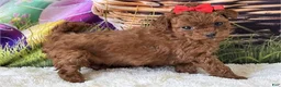 Mini Goldendoodle dogs for sale: Mini Goldendoodle Puppy 1 - Ad 3