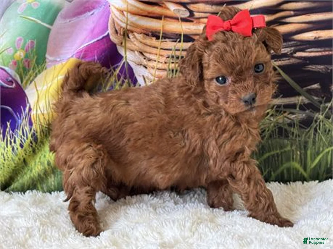 Mini Goldendoodle dogs for sale: Mini Goldendoodle Puppy 1 - Ad 3