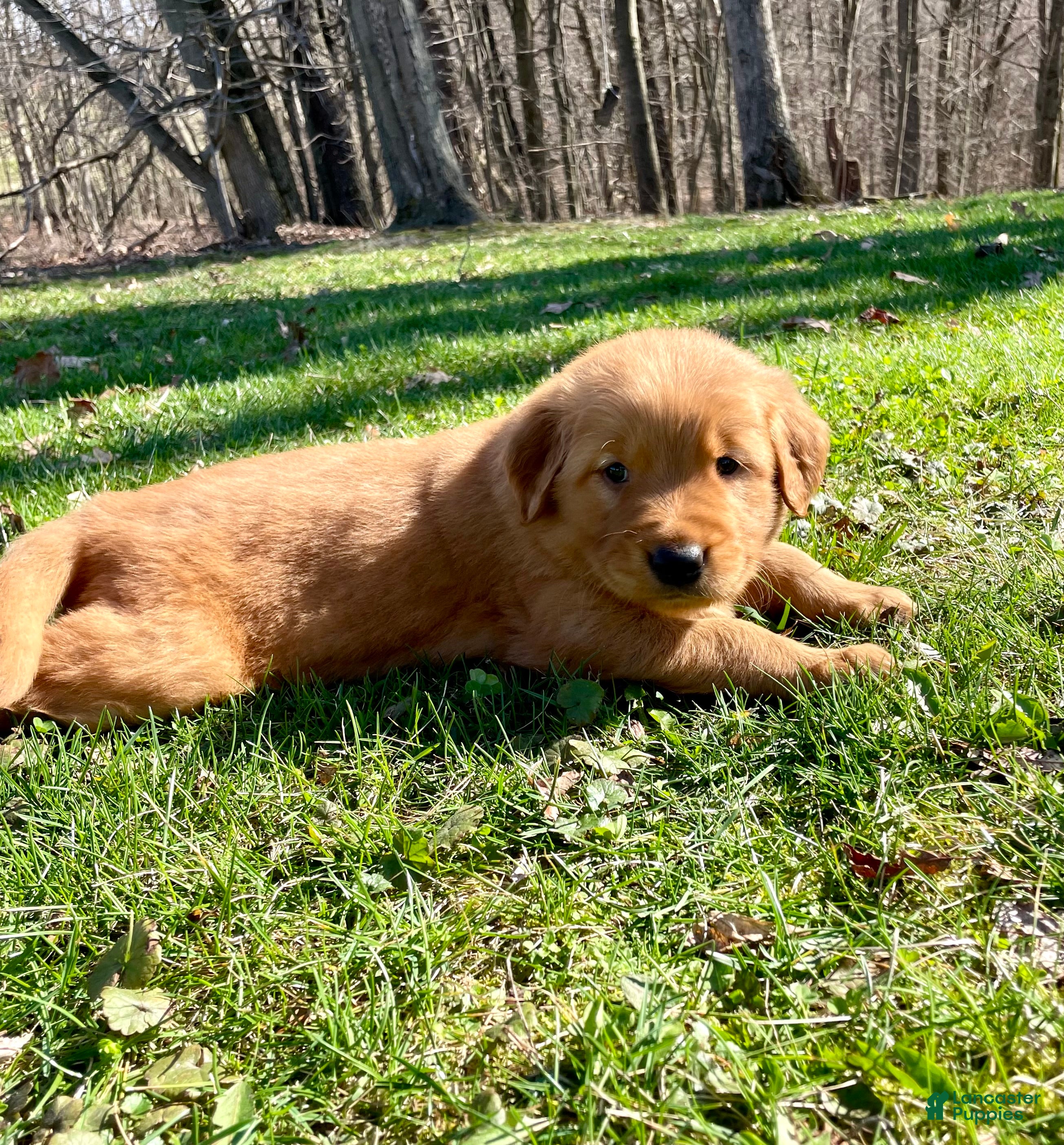 Golden Retriever dogs Hunter - Ad 2
