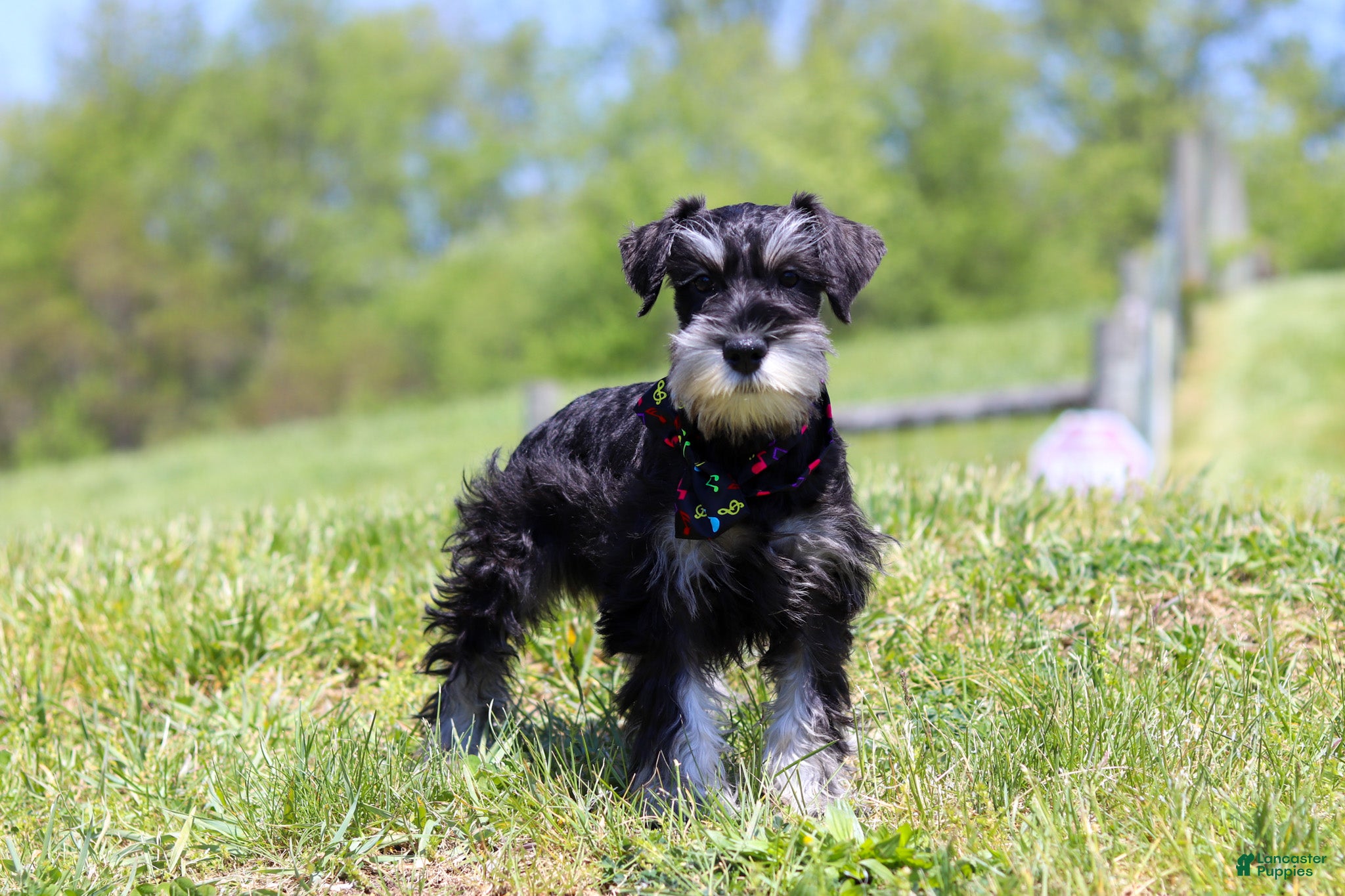 Miniature Schnauzer dogs James - Ad 1