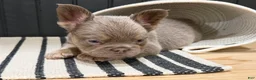 French Bulldog dogs for sale: Bentley - Ad 13