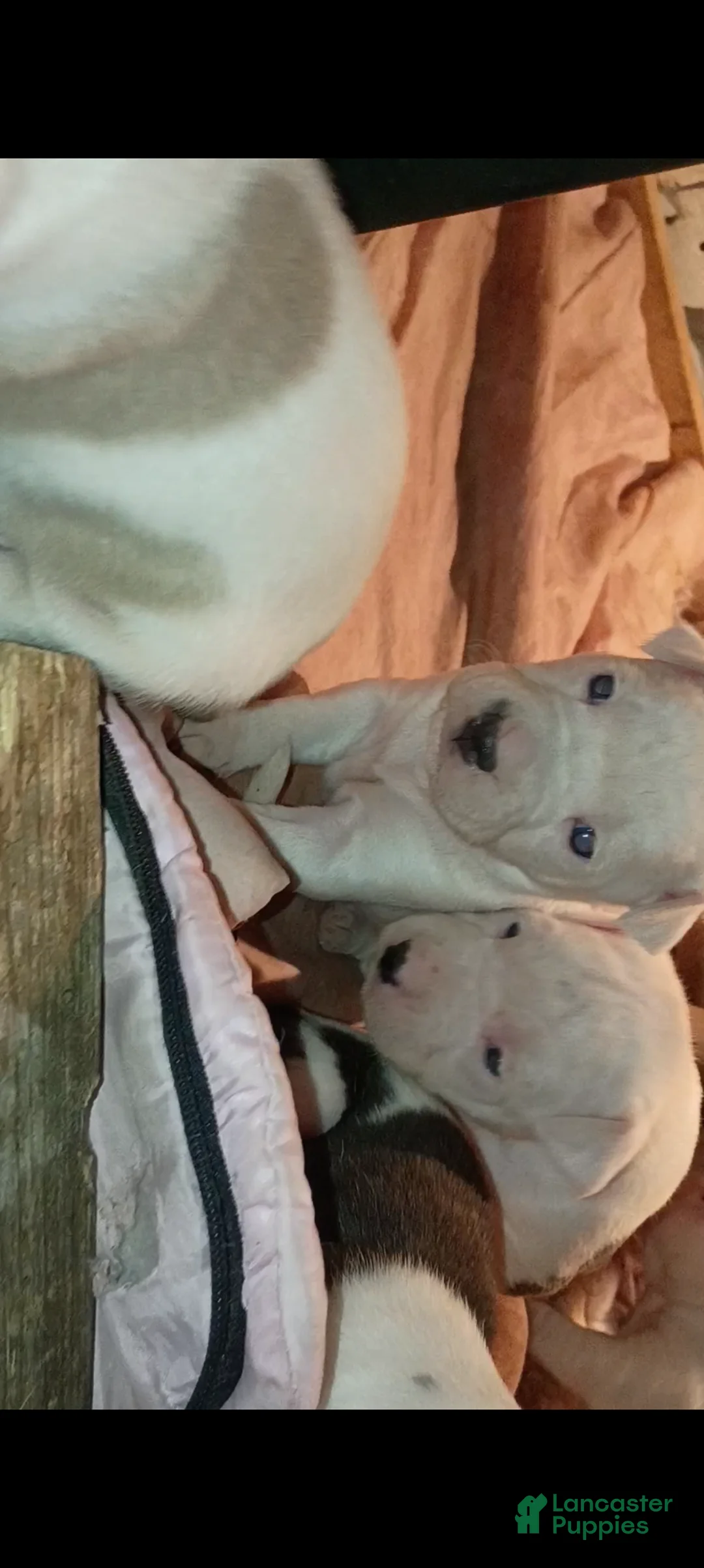 American Staffordshire Terrier dogs for sale: American Staffordshire Terrier Puppy 6 - Ad 20