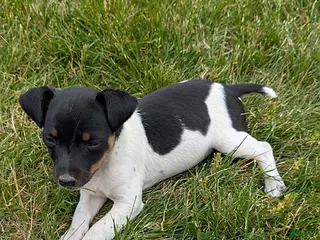 Rat Terrier dogs for sale: Tippy - Ad 1