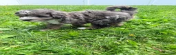 Mini Aussiedoodle dogs for sale: Sammy - Ad 2