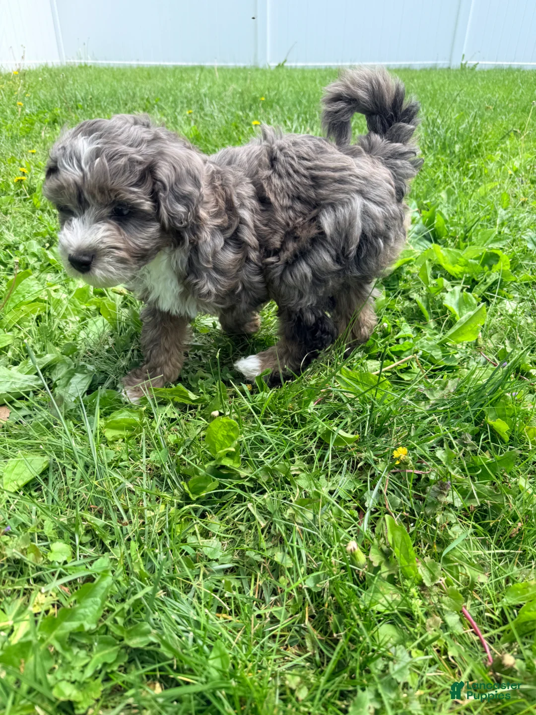 Mini Aussiedoodle dogs for sale: Sammy - Ad 2